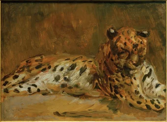 Leopardo africano acostado